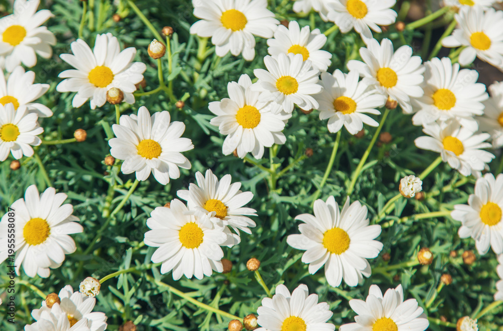 Fototapeta premium Daisies bloom in a flowerpot. Selective focus.