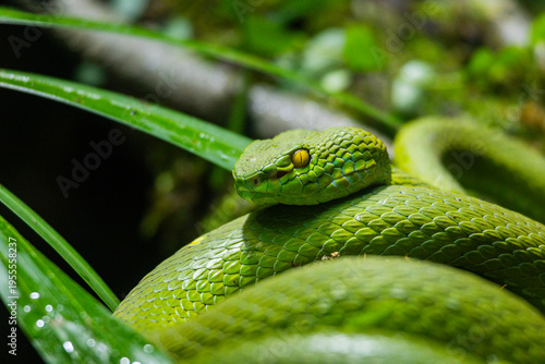 Closeup of the green Island pit viper