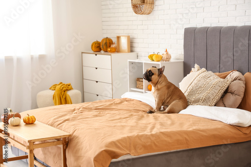 Cute French bulldog sitting on bed in bedroom with autumn decorations