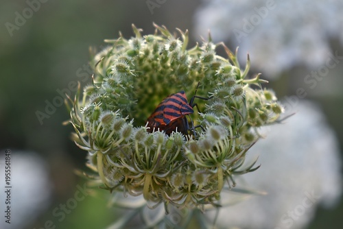 Fotografie Graphosome d'Italie, European Striped Shield Bug (Graphosoma italicum) évoluant sur une carotte sauvage