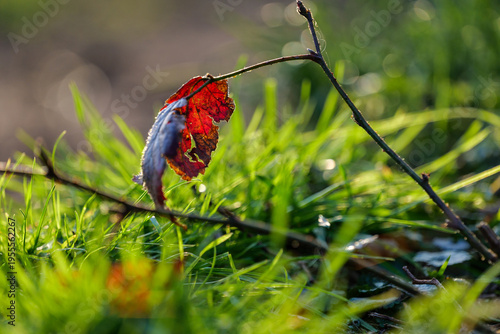 Spring background, nature coming to life