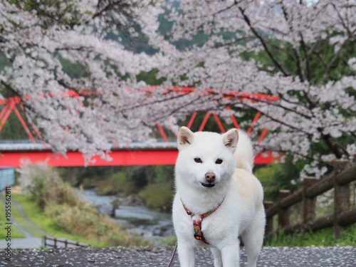 満開の桜と白い犬