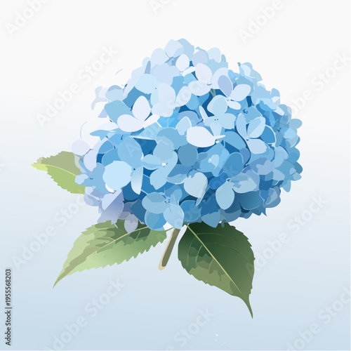 Hellblaue Hortensie