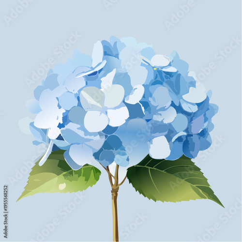 Hellblaue Hortensie