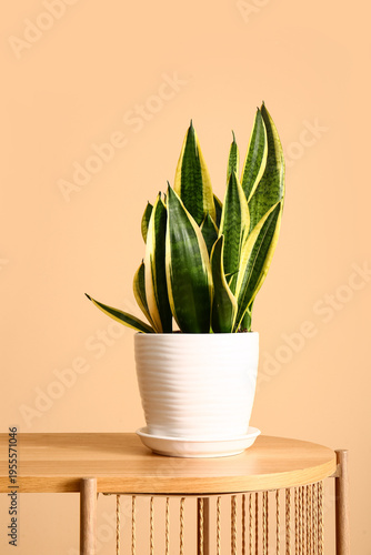 Green houseplant on shelf n...