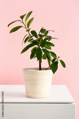 Green houseplant on shelf n...
