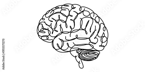 detailed illustration of human brain anatomy
