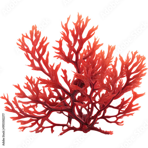 astaxanthin extract 