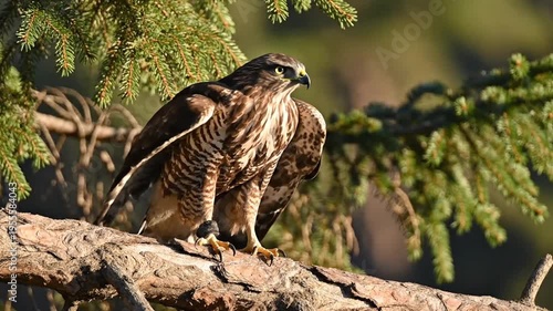 A brown hawk perched on a tree branch.