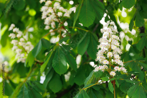 Bild auf Leinwand White horse chestnut tree flowers blooming in spring garden (Aesculus hippocastanum)