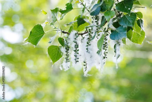 Fotografía Poplar tree branch with white fluff and green leaves in summer park