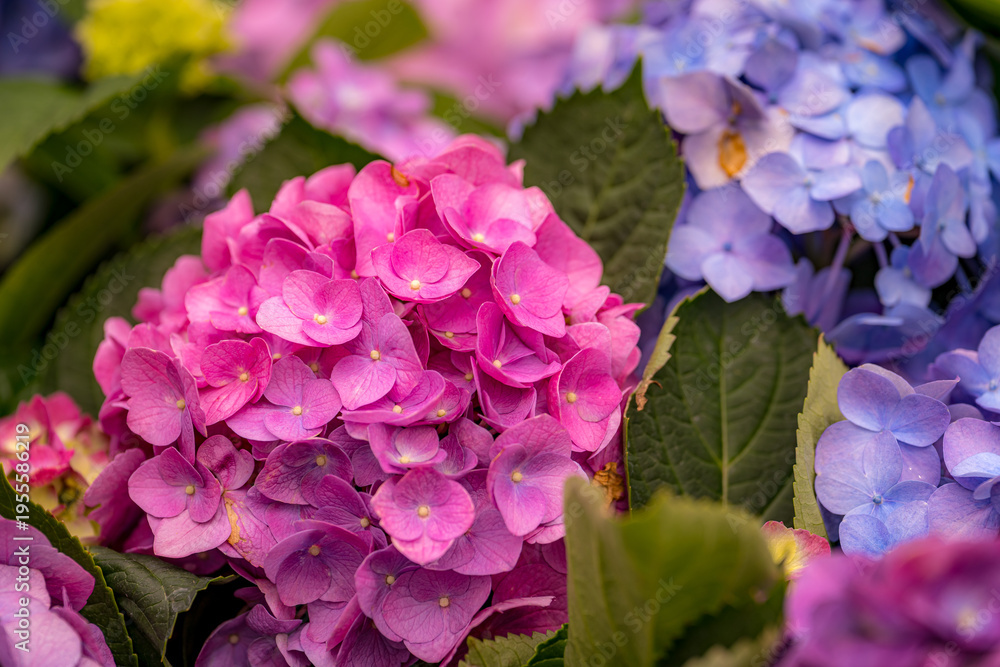 Fototapeta premium Hydrangea Arrangement at the Hong Kong Flower Show