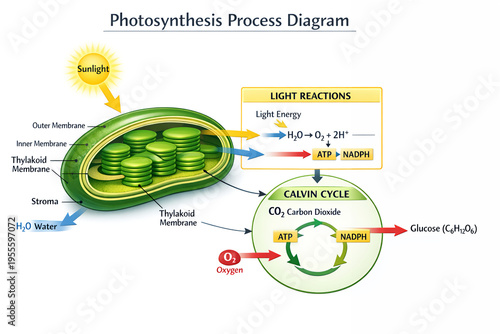 Plant Energy Cycle – Light Reactions, Calvin Cycle and Glucose Production