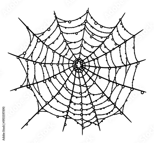 Hand drawn vintage engraving of a symmetrical spider web covered in dew drops