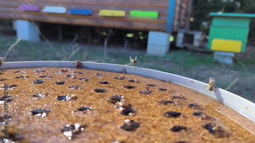Slow motion video of honey bees flying and landing on a water feeder with cork floats in a sunny garden near beehives.