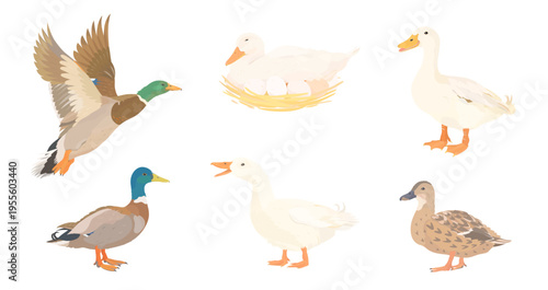 Cute cartoon farm birds collection. Vector hand drawn illustrations of colourful Duck isolated on white background. Set of poultry clip art.