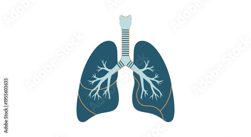 Illustration of Human Lungs and Respiratory System Anatomy Isolated on White Background