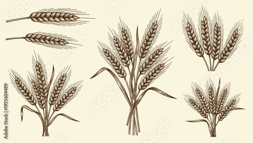 Artistic vintage style illustrations depict bundles and individual stalks of golden wheat ears on a plain light cream colored background.
