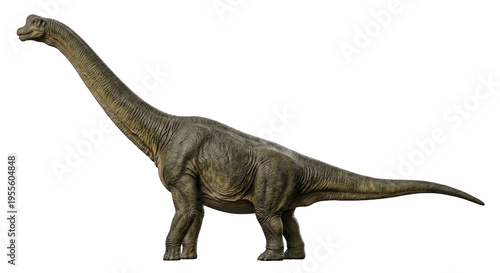 Brontosaurus Dinosaur Realistic Illustration Isolated on White Background
