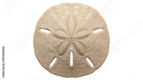 Close-up of a Sand Dollar Shell on White Background - Marine Life