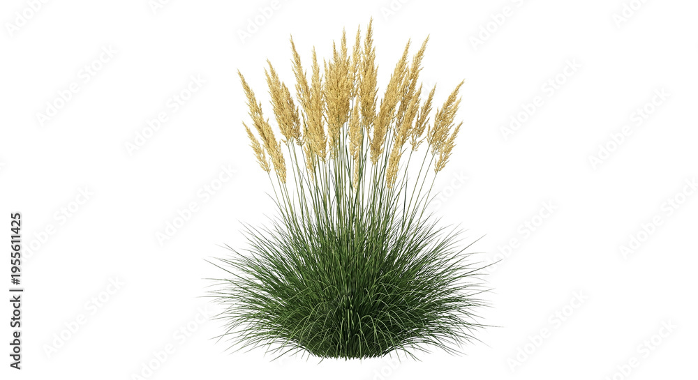 Obraz premium Pampas Grass Plant Isolated on White Background