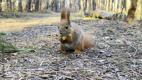 Cute brown rodent eating found walnuts at summer park. Wild fluffy squirrel gnawing nuts at sunny forest. Pretty small sciurus chewing food outdoor. Concept of wildlife