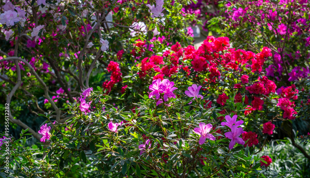 Fototapeta premium Beautiful blooming azalea with delicate flowers.