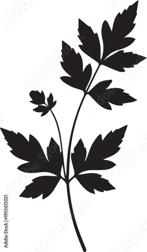 Herbal leaf sprig parsley silhouette vector illustration for organic cooking and gardening