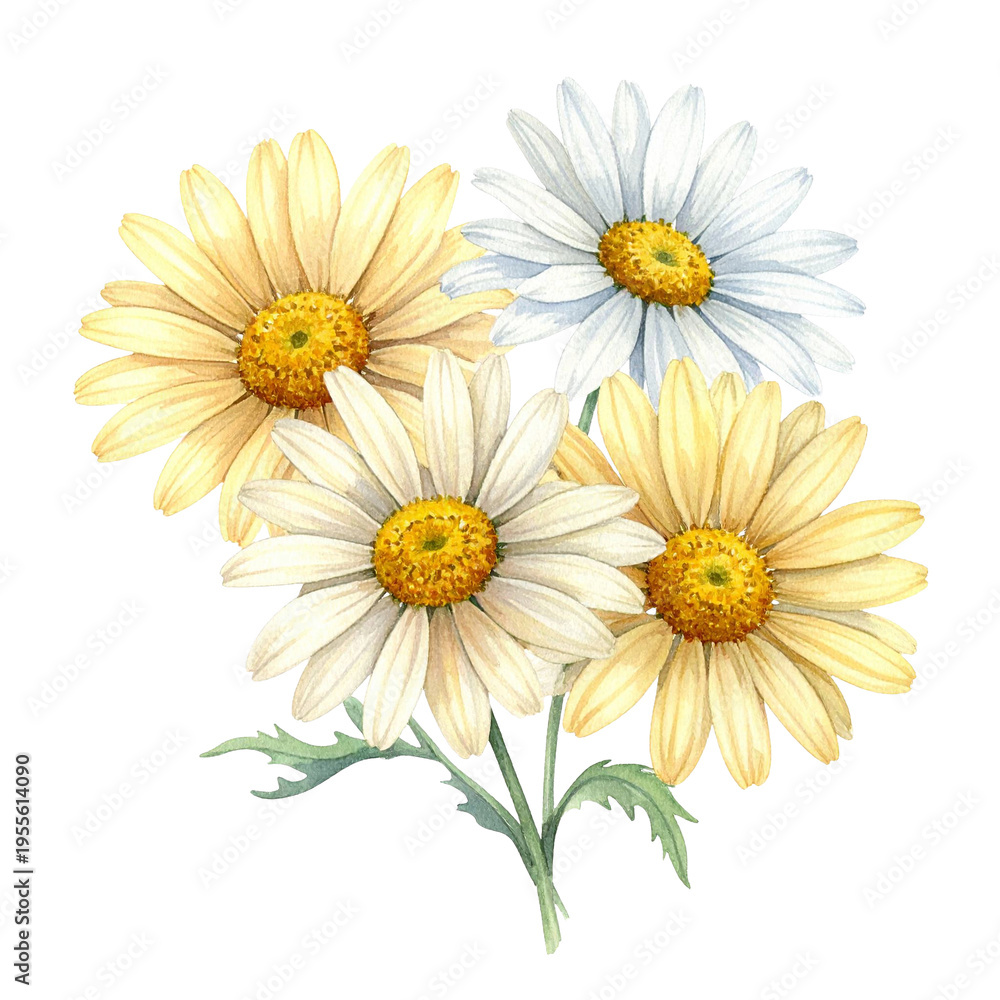 Fototapeta premium Sanfte gelbe Margerite