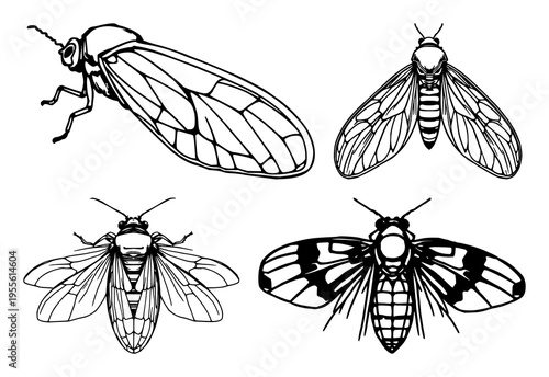 Cicada wing set with detailed black line art illustration featuring insect, bug, entomology with nature and anatomy