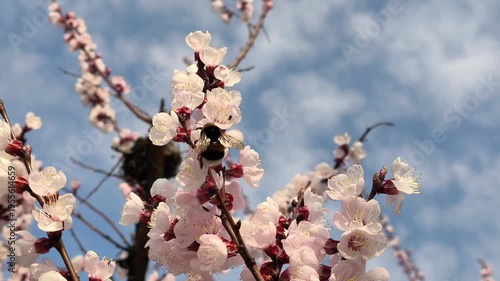 Video of a bumblebee pollinating apricot tree blossoms under a clear blue sky in early spring.