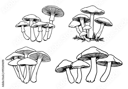 Chanterelle mushrooms set with detailed black line art illustration featuring fungi, natural shapes, edible mushrooms with elegant outline and botanical artistry