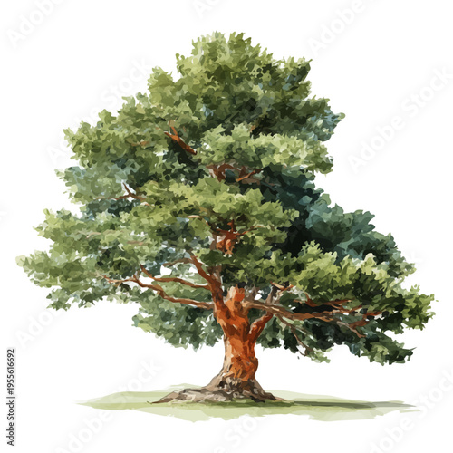Stylized watercolor Cedar Tree vector, modern artistic illustration with high-quality details on a pure white background.