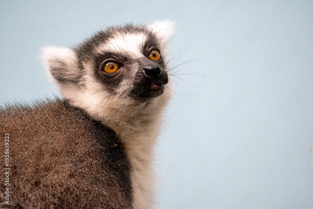 Fototapeta premium Ring tailed lemur eating fruit close up