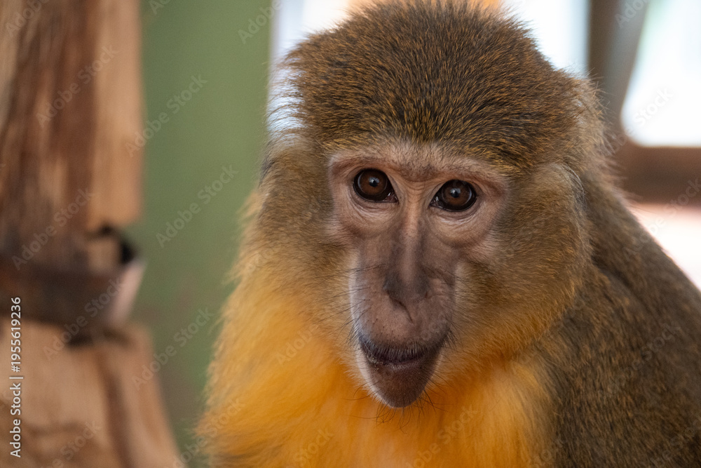 Obraz premium Close up monkey portrait with blurred background