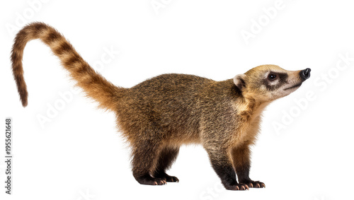 Isolated coati (Nasua nasua) standing in profile, attentive, cute and playful wild animal