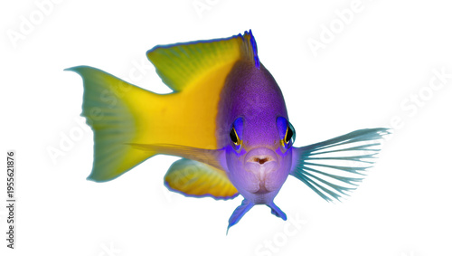 Isolated vibrant bicolor angelfish, a beautiful tropical marine fish from coral reefs.