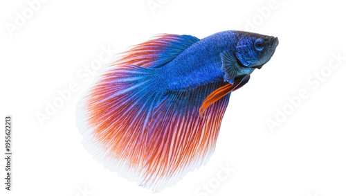 Isolated Betta fish, a magnificent Siamese fighting fish with vibrant blue and orange fins