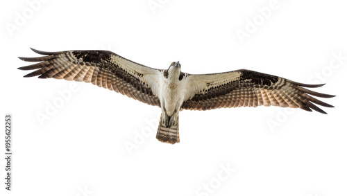 Isolated majestic osprey in flight, soaring with impressive powerful wings spread wide