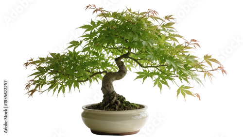 Schilderij op canvas Isolated Japanese maple bonsai tree in a ceramic pot, beautiful traditional mini