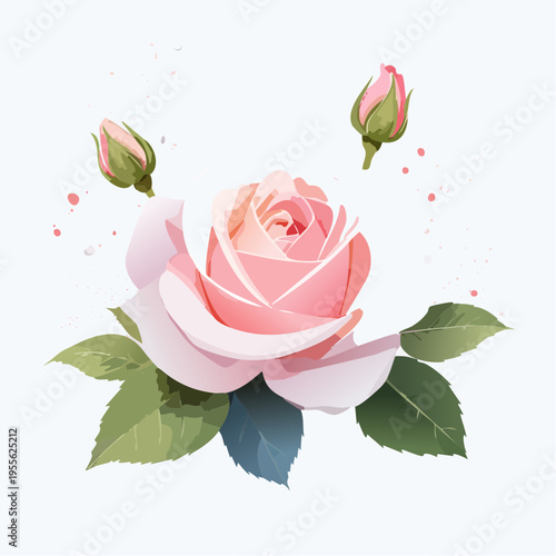 Zarte roséfarbene Rose