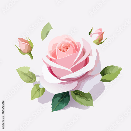 Zarte roséfarbene Rose