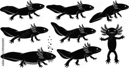 Black silhouette illustration showing axolotl metamorphosis stages from larval form with gills to adult salamander, educational biology design for science, evolution, and amphibian concepts