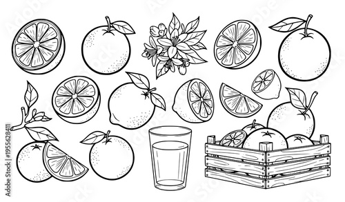 Bold citrus grove illustration set with oranges lemons blossom branch crate and juice in orange outline