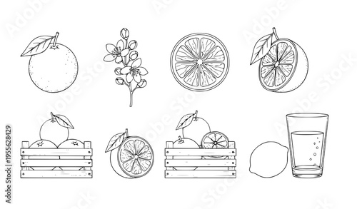 Elegant citrus line art set with orange lemon blossom twig crate and juice glass isolated on white
