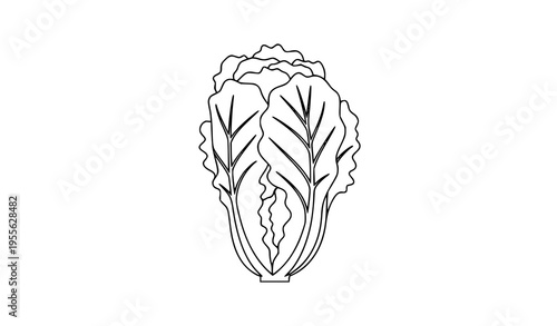 Minimal lettuce vector with elegant leaf layers fresh green salad ingredient illustration isolated on white