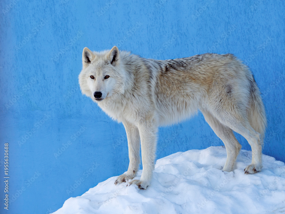 Obraz premium A polar wolf stands on a snowy hill near a blue wall and looks at you. Full length photo. Background with a polar wolf.