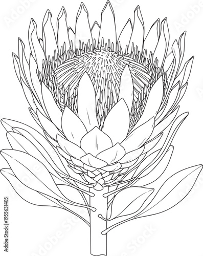 A detailed black and white line drawing depicts a king protea flower. The flower’s large, spiky bracts form a crown-like structure, with numerous smaller, delicate petals clustered within.