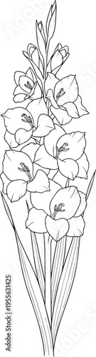 A detailed black and white line drawing depicts a gladiolus flower spike. The drawing showcases multiple gladiolus blooms in various stages of development