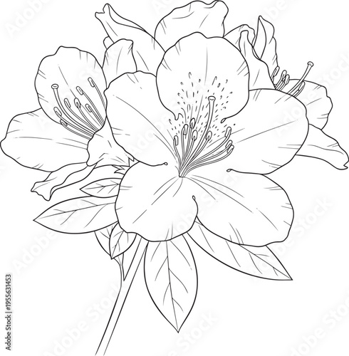 A detailed black and white line drawing depicts a cluster of azalea flowers. The drawing showcases the intricate details of the flower's petals, stamen, and leaves.